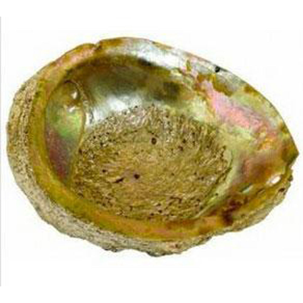 Large Abalone Shell - Discreet Smoker