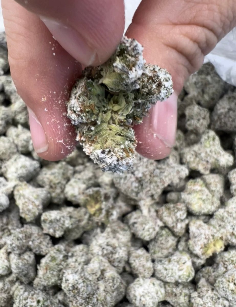 THCA FLOWER - XHALE - SNOWCAPS - 3.5G - Discreet Smoker