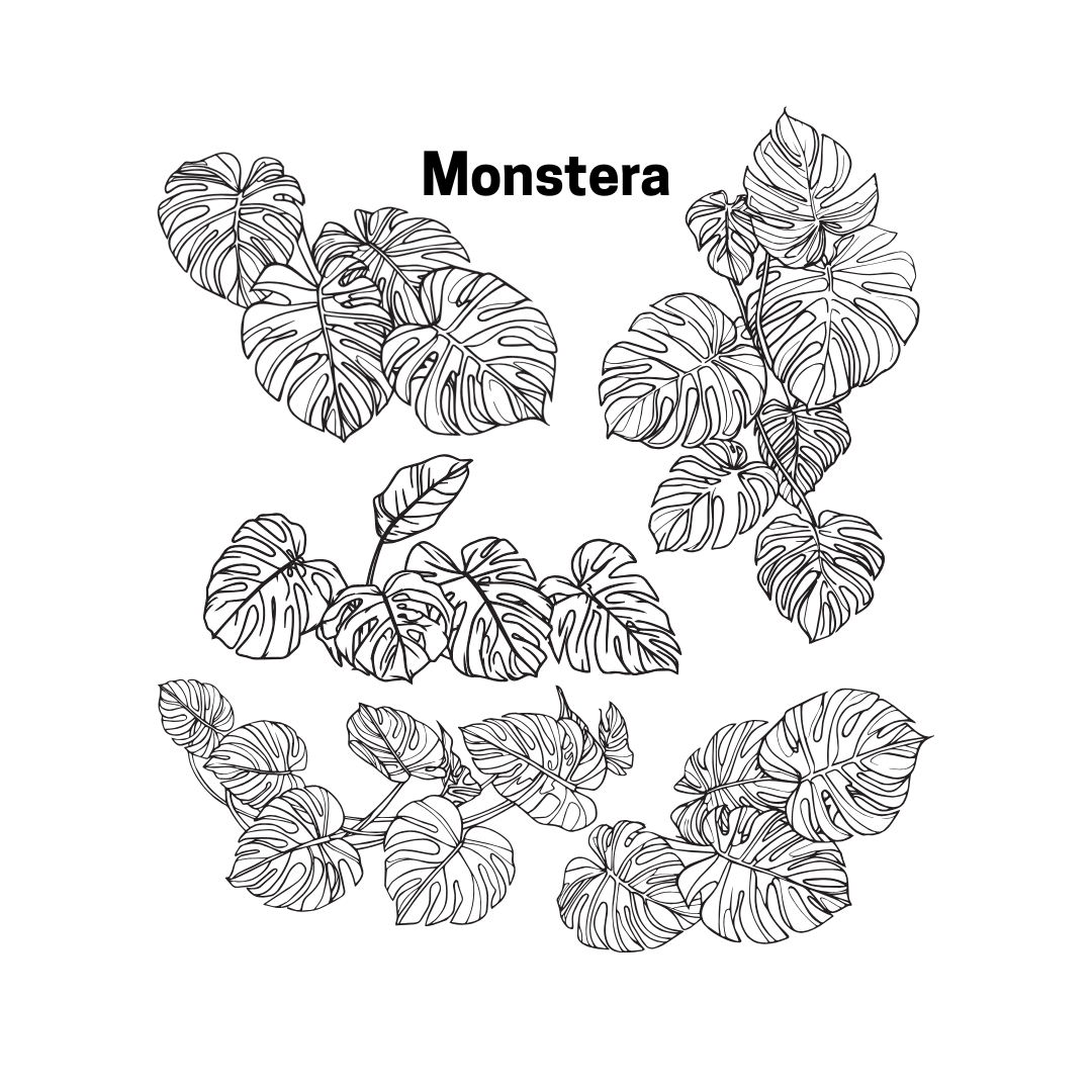 Monstera Tall Beaker - Discreet Smoker