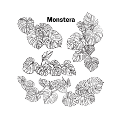 Monstera Bent Big Honeycomb